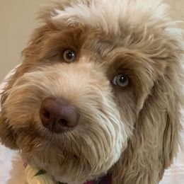 Sansa  - Australian Labradoodle