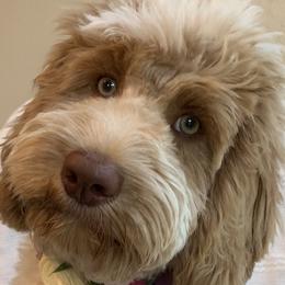 Sansa  - Australian Labradoodle