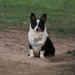Fancy - Pembroke Welsh Corgi