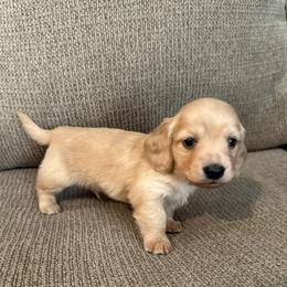 Derek - Cream male Dachshund puppy in Avinger, Texas from Lone Star Longhair Dachshunds
