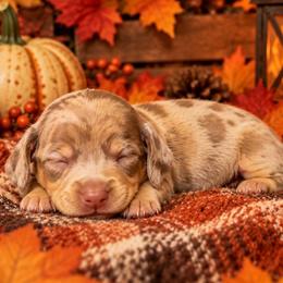 Toffee - Dapple male Dachshund puppy in Port Saint Lucie, Florida from ThePuppyVille