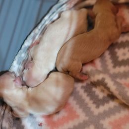 GIRL 2 - Cream female Dachshund puppy in Fort Worth, Texas from Chadwick Farms Mini Dachshunds
