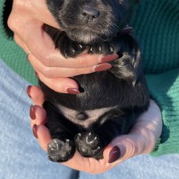 Black male green collar - Black male Miniature Schnauzer puppy in Calhoun, Georgia from The BrickHouse Miniature Schnauzers