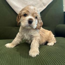 Olive Collar Boy - Buff and white male Cocker Spaniel puppy in Simms, Texas from Clayton’s Cocker Spaniels