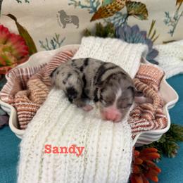 Girl 1 - female Australian Shepherd puppy in El Dorado Springs, Missouri from OR Aussies