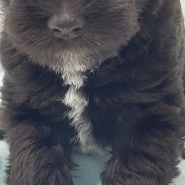 Miniature Schnauzer Puppies from Miniature Schnauzer Paradise llc