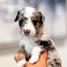 Bolt - Blue merle male Bernedoodle puppy in Ontario, California from Teddy Doodles & Standard Poodles