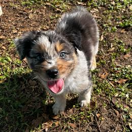 Boy 1 - Blue merle male Australian Shepherd puppy in Lakeland, Florida from Infinite Aussies