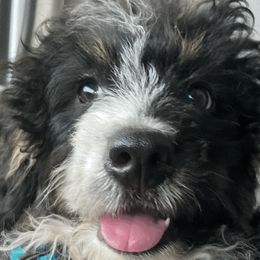Bernedoodles and Labradoodles from All Bark