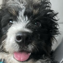 Bernedoodles and Labradoodles from All Bark