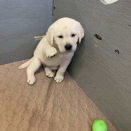 Labrador Retriever Puppies from Red Brush Labs