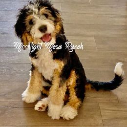 Frenchy - Bernedoodle