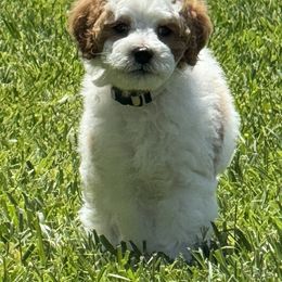 Cupid - Cream male Cavapoo puppy in South Salt Lake, Utah from Grace's Fancy Poodles