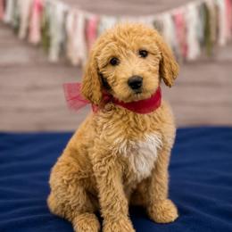 Lavender - Cream female Goldendoodle puppy in Lisbon, Ohio from Willow Lane Doodles