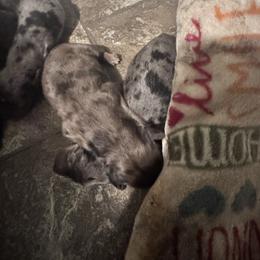 Boy 2 - Dapple male Dachshund puppy in Skowhegan, Maine from KBz Miniature Dachshunds