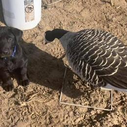 Labrador Retriever Puppies from Moore Pointing Labradors