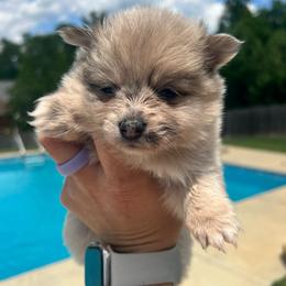 Honey rose - Chocolate merle female Pomeranian puppy in Hernando, Mississippi from The Pom Squad