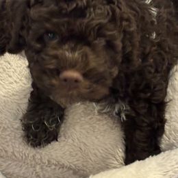 Boy 2 - male Lagotto Romagnolo puppy in Southbury, Connecticut from dei Allegre Lagotto Romagnolo