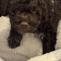 Boy 2 - male Lagotto Romagnolo puppy in Southbury, Connecticut from dei Allegre Lagotto Romagnolo