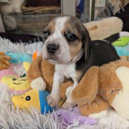 Pink - Black tan and white female Beagle puppy in Vallejo, California from Tailwindfarm