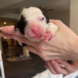 Dublin - Black and white female Sheepadoodle puppy in Rocky Point, North Carolina from CelticDoods