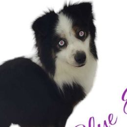 Gabriel - Toy Australian Shepherd