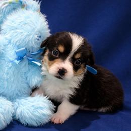 11 Dark blue collar - Black and tan male Pembroke Welsh Corgi puppy in Port Republic, Maryland from Bestfurends