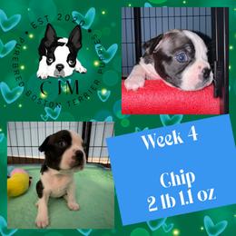 Chip - Black and white male Boston Terrier puppy in Jupiter, Florida from CJM Boston and Boxer Puppies