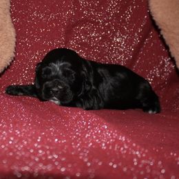 Elphaba - Black female Cocker Spaniel puppy in Hickory, North Carolina from Home Grown Cocker Spaniels