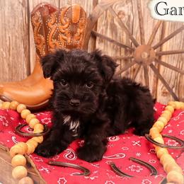 Gary - Black male Miniature Schnauzer puppy in Newark, Ohio from Tuckered Out Schnauzers