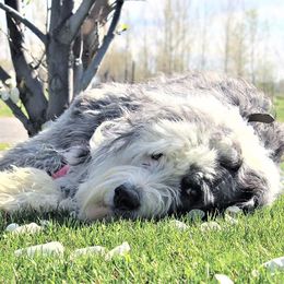 Sheepadoodles from Son of a Poodle Sheepadoodles