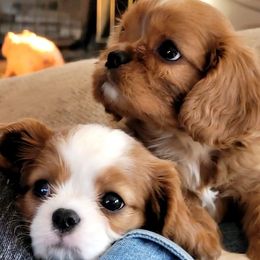 Cavalier King Charles Spaniels from Chandra Kennels