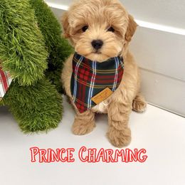 Prince Charming - Apricot male Maltipoo puppy in Buford, Georgia from Petite Posh Puppies