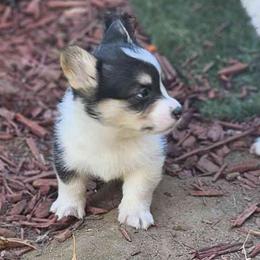 Shock - Black and tan Pembroke Welsh Corgi puppy in Fresno, California from Celestial Corgis