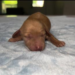 Girl 2 - Red female Dachshund puppy in Pilot Point, Texas from Diamond B Doxies