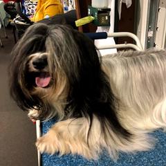 Dora - Havana Silk Dog