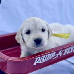 Yellow Girl - Light golden Golden Retriever puppy in Brewster, Washington from AB & Co. Goldens