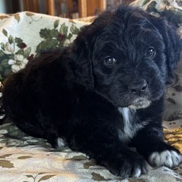 Betty - Black & white female Toy Australian Shepherd puppy in La Grande, Oregon from Larsen's Toy Aussies