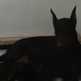 Doberman Pinscher Puppies from Pamela Nachel