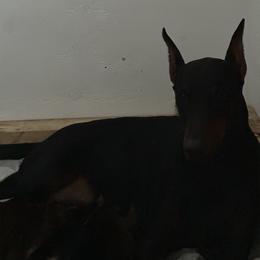 Doberman Pinscher Puppies from Pamela Nachel