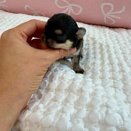 Baby Bambi - Black and tan female Chihuahua puppy in Jacksonville, Florida from Petits Chihuahuas
