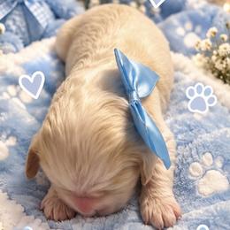 Cocker Spaniel Puppies from Irish’s lucky cockers
