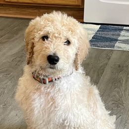 Goldendoodles and Springerdoodles from Latté’s Doodles