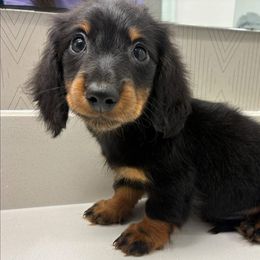 Jetty - Dachshund
