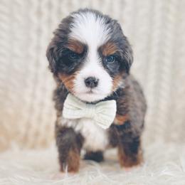 Cupid - Blue merle male Bernedoodle puppy in Travelers Rest, South Carolina from Bernedoodle.do