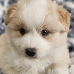 American Hairless Terriers and Miniature American Shepherds from Mapleleaf MAS & AHT
