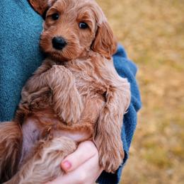 Goldendoodle Puppies from Bows & Ties Doodles