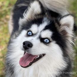 King - Pomsky