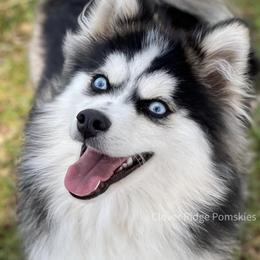 King - Pomsky