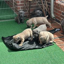 Cane Corso Puppies from Richline Kennel